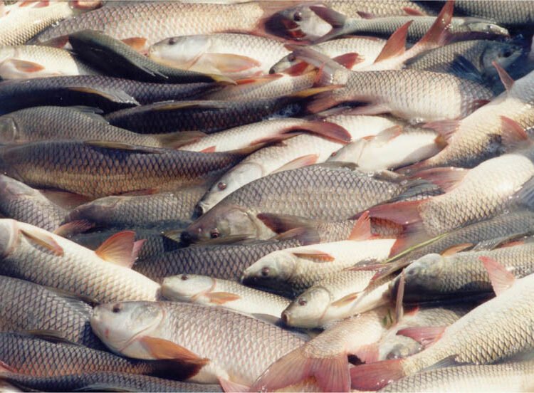 Why Farmers Trust NICO-BIO for Aquaculture & Livestock Health