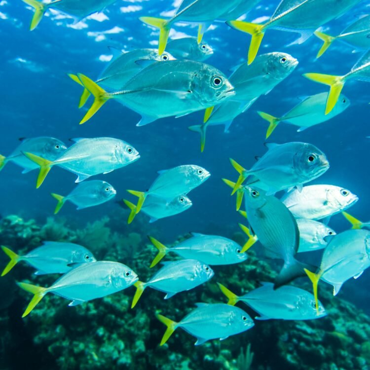 How NICO-BIO is Redefining Sustainable Farming Solutions