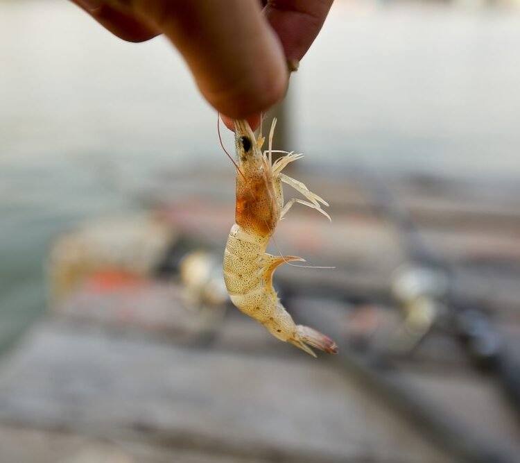 NICO-BIO Advantage — Balanced Nutrition for Stronger Stock